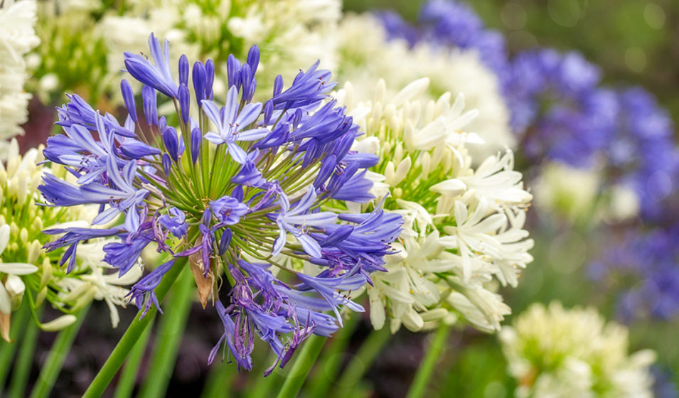 Agapanthe Agapanthus fleurs bleues blanches ombrelles vivace mediterraneenne achat vente prix pepiniere livraison Vestric-et-Candiac Gard Nimes Montpellier Uzes Occitanie.