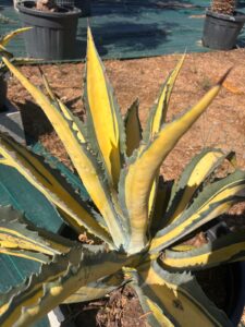 Agave Americana Mediopicta Aurea panache jaune agave du Mexique achat vente prix pepiniere livraison Vestric-et-Candiac Gard Nimes Montpellier Uzes Occitanie.
