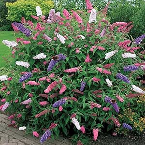 Arbre a papillons Buddleja davidii fleurs violettes roses odorantes arbuste mellifere achat vente prix pepiniere livraison Vestric-et-Candiac Gard Nimes Montpellier Uzes Occitanie.