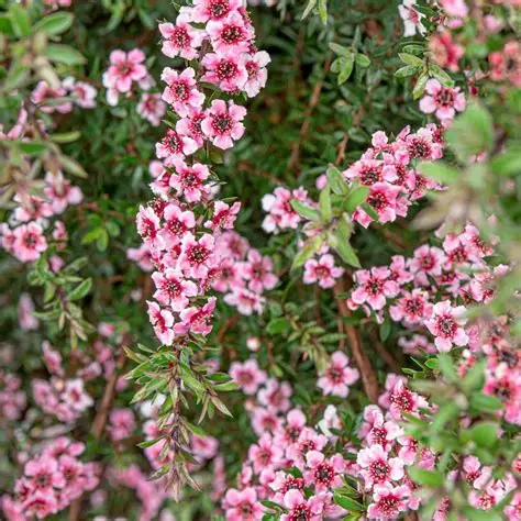 Arbre a the Leptospermum scoparium manuka fleurs roses rouges blanches feuillage persistant petit achat vente prix pepiniere livraison Vestric-et-Candiac Gard Nimes Montpellier Uzes Occitanie.