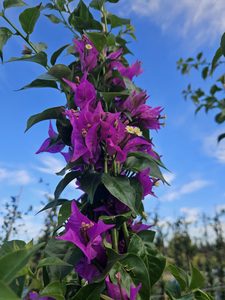 Bougainvillier Sanderiana Bougainvillea spectabilis Sanderiana fleurs violettes fuchsia plante grimpante rustique achat vente prix pepiniere livraison Vestric-et-Candiac Gard Nimes Montpellier Uzes Occitanie.