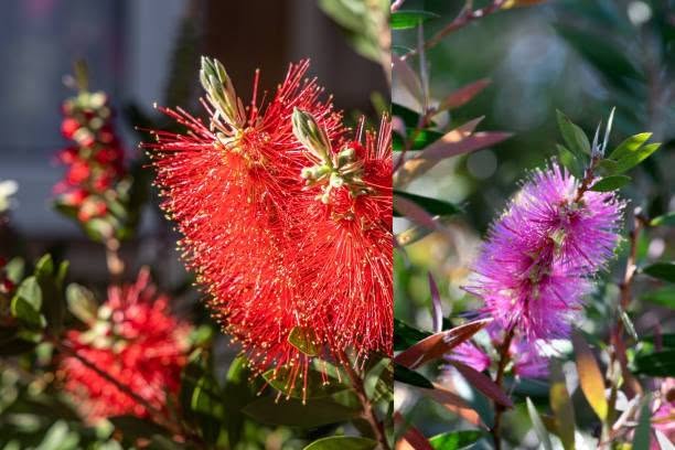 Callistemon Rince bouteille arbuste persistant rouge floraison estivale achat vente prix pepiniere livraison Vestric-et-Candiac Gard Nimes Montpellier Uzes Occitanie.