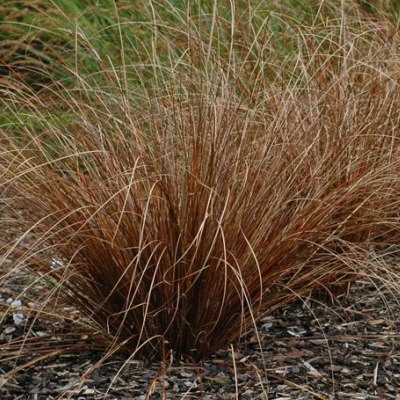 Carex buchananii Bronze laiche de Buchanan graminee ornementale feuillage cuivre bronze persistant achat vente prix pepiniere livraison Vestric-et-Candiac Gard Nimes Montpellier Uzes Occitanie.