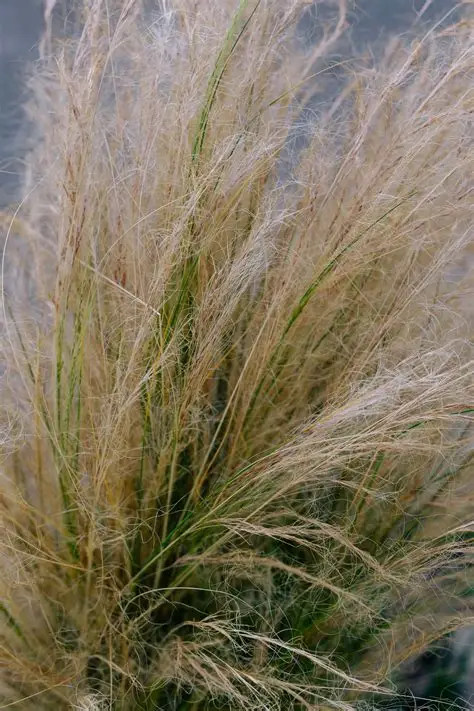 Cheveux d ange Stipa tenuissima Stipa ponytails graminee ornementale doree persistant achat vente prix pepiniere livraison Vestric-et-Candiac Gard Nimes Montpellier Uzes Occitanie.
