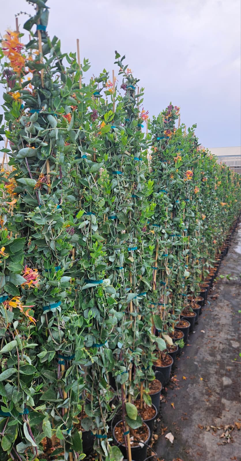 Chevrefeuille Lonicera grimpant fleurs parfumees blanches jaunes rose plante grimpante rustique achat vente prix pepiniere livraison Vestric-et-Candiac Gard Nimes Montpellier Uzes Occitanie.