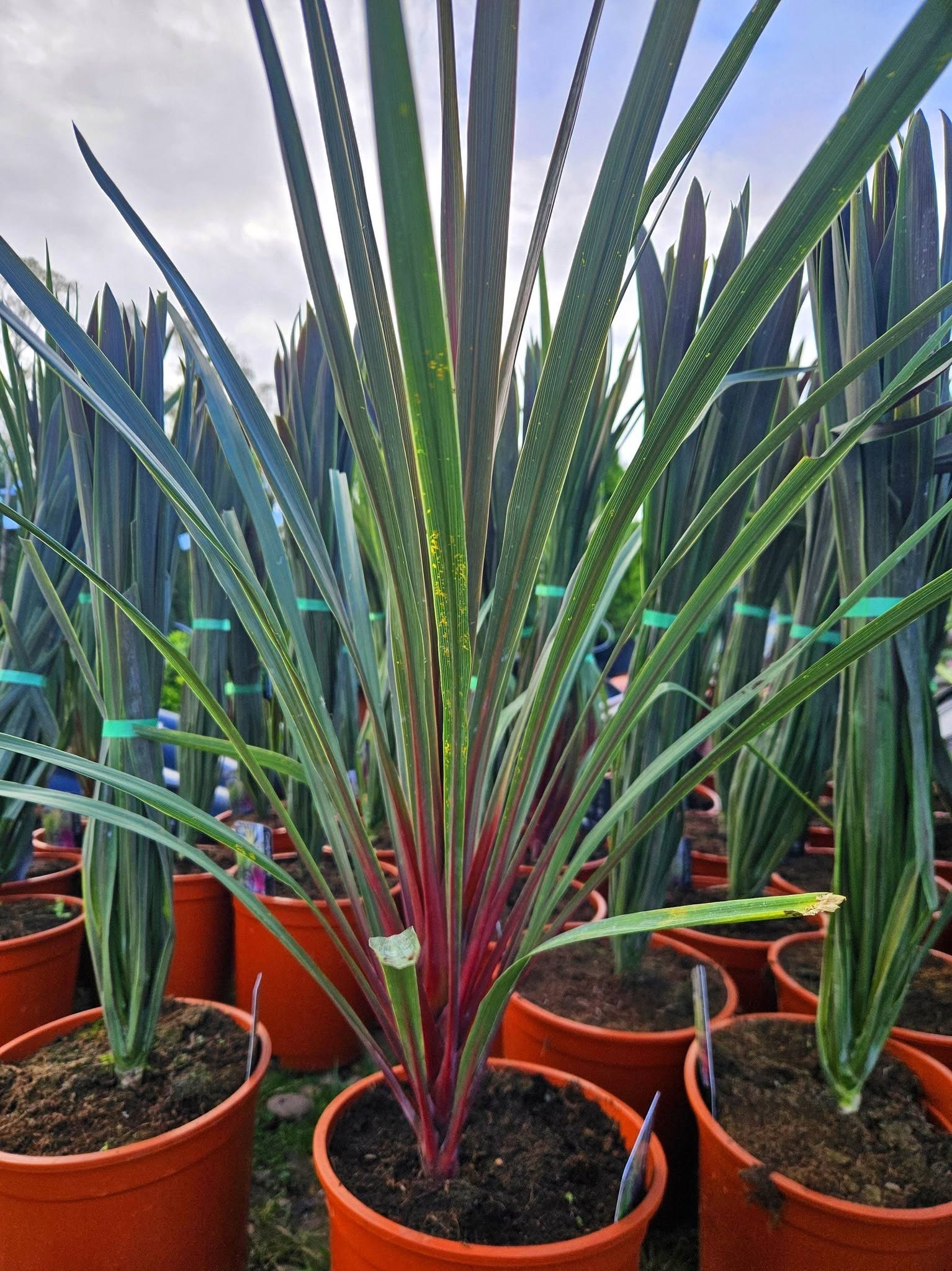Cordyline australis Can Can variee rose rouge feuillage colore achat vente prix pepiniere livraison Vestric-et-Candiac Gard Nimes Montpellier Uzes Occitanie.