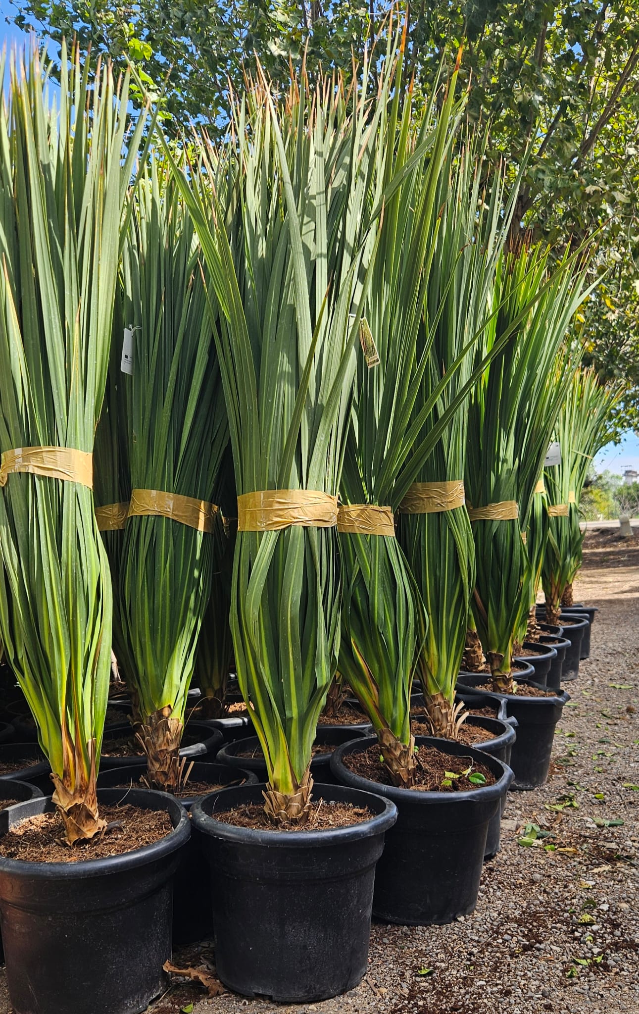 Cordyline indivisa fausse cordyline grand feuillage tres large bleu vert achat vente prix pepiniere livraison Vestric-et-Candiac Gard Nimes Montpellier Uzes Occitanie.