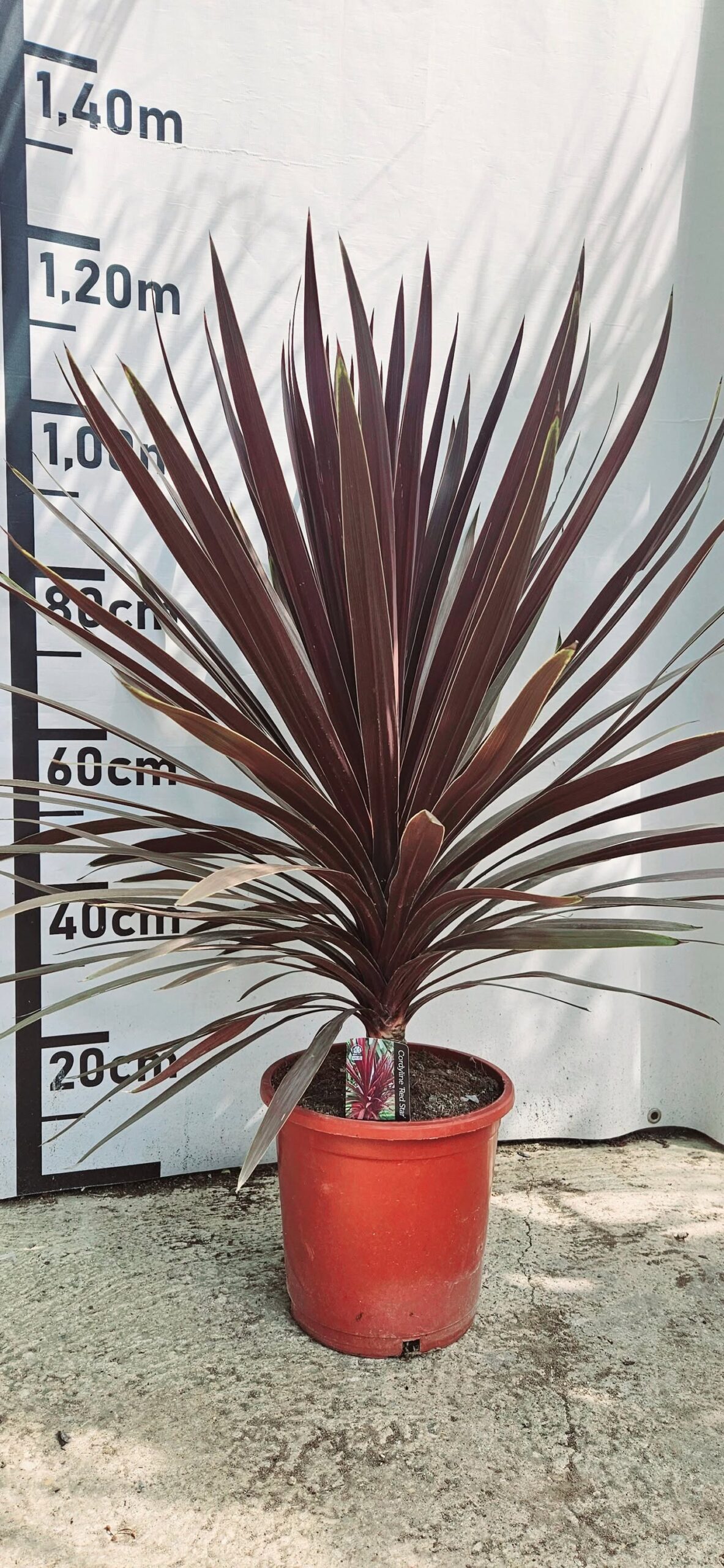 exotique achat vente prix pepiniere livraison Vestric-et-Candiac Gard Nimes Montpellier Uzes Occitanie.