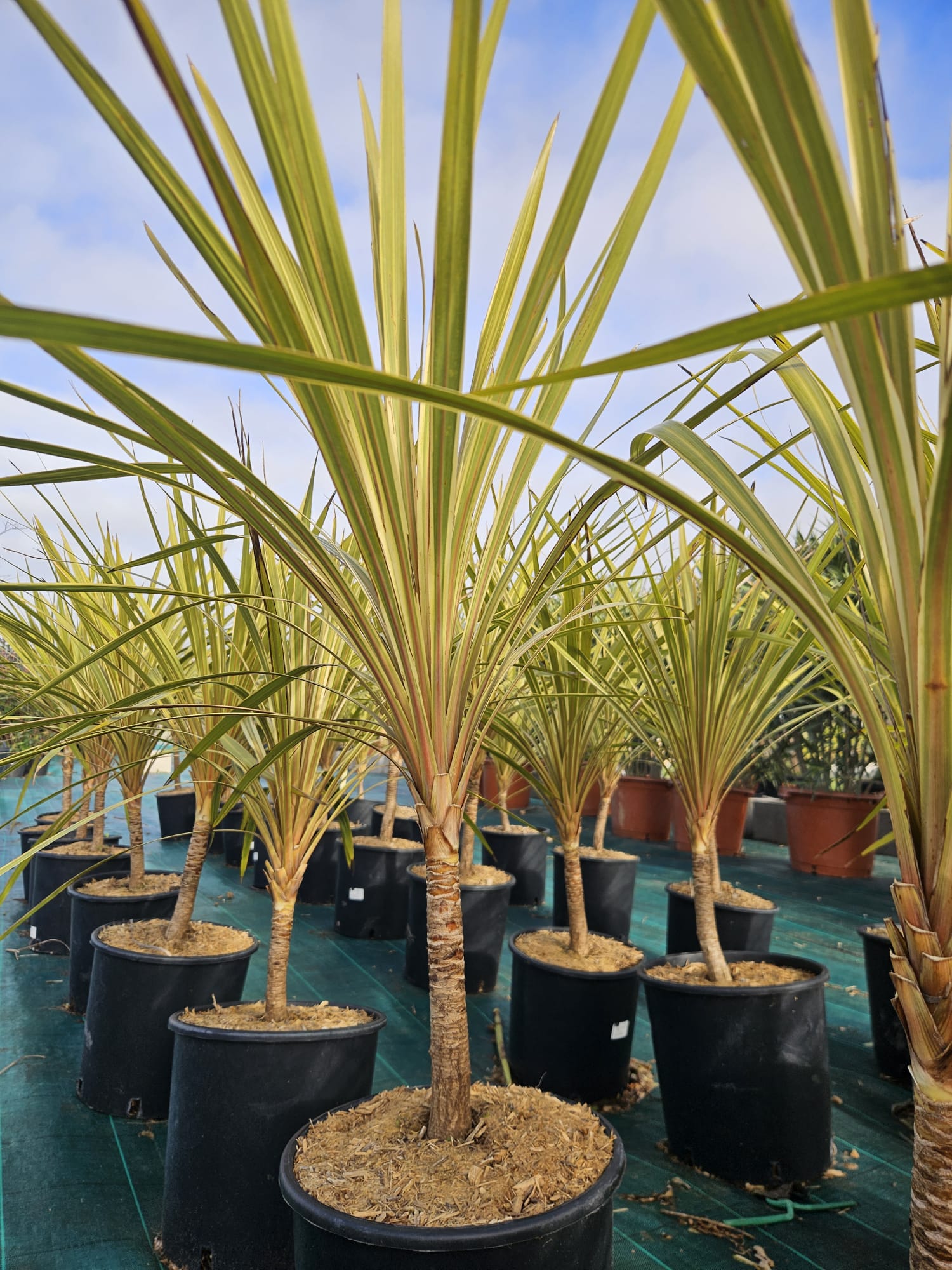 Cordyline australis Torbay Dazzler panache crème vert feuillage lumineux achat vente prix pepiniere livraison Vestric-et-Candiac Gard Nimes Montpellier Uzes Occitanie.