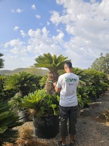 Cycas revoluta sagoutier faux palmier feuillage vert sombre peigne achat vente prix pepiniere livraison Vestric-et-Candiac Gard Nimes Montpellier Uzes Occitanie.