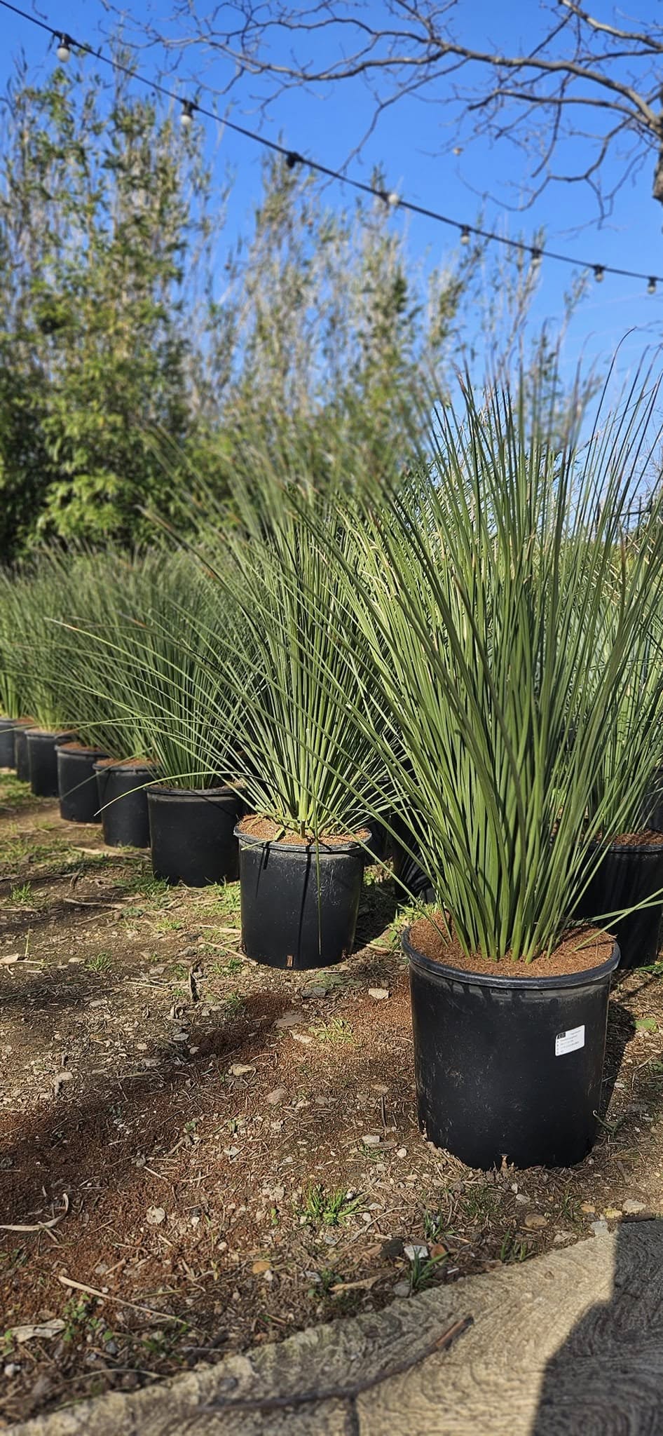 Dasylirion Texanum Longissimum Wheeleri plante graphique mexicaine tronc chevelu achat vente prix pepiniere livraison Vestric-et-Candiac Gard Nimes Montpellier Uzes Occitanie.