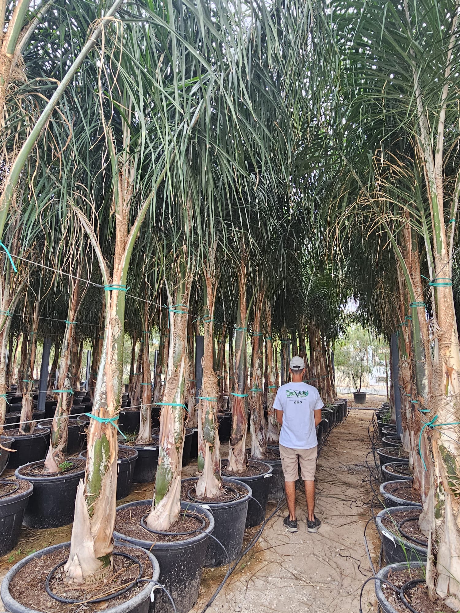 Faux cocotier Syagrus romanzoffiana palmier reine feuillage empenne achat vente prix pepiniere livraison Vestric-et-Candiac Gard Nimes Montpellier Uzes Occitanie.