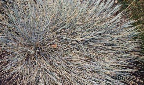 Fetuque bleue Festuca glauca Elijah Blue graminee ornementale bleue persistant achat vente prix pepiniere livraison Vestric-et-Candiac Gard Nimes Montpellier Uzes Occitanie.