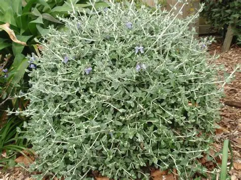 Germandree en arbre Teucrium fruticans arbuste persistant argente fleurs bleues achat vente prix pepiniere livraison Vestric-et-Candiac Gard Nimes Montpellier Uzes Occitanie.