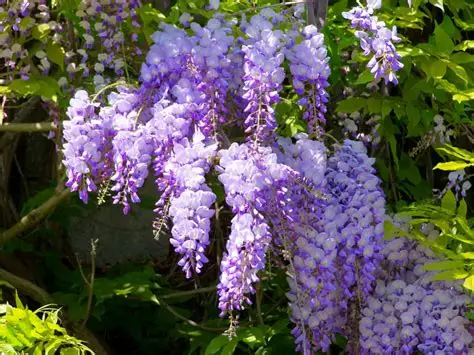 Glycine Wisteria grimpante grappes de fleurs bleues violacees parfumee plante grimpante vigoureuse achat vente prix pepiniere livraison Vestric-et-Candiac Gard Nimes Montpellier Uzes Occitanie.