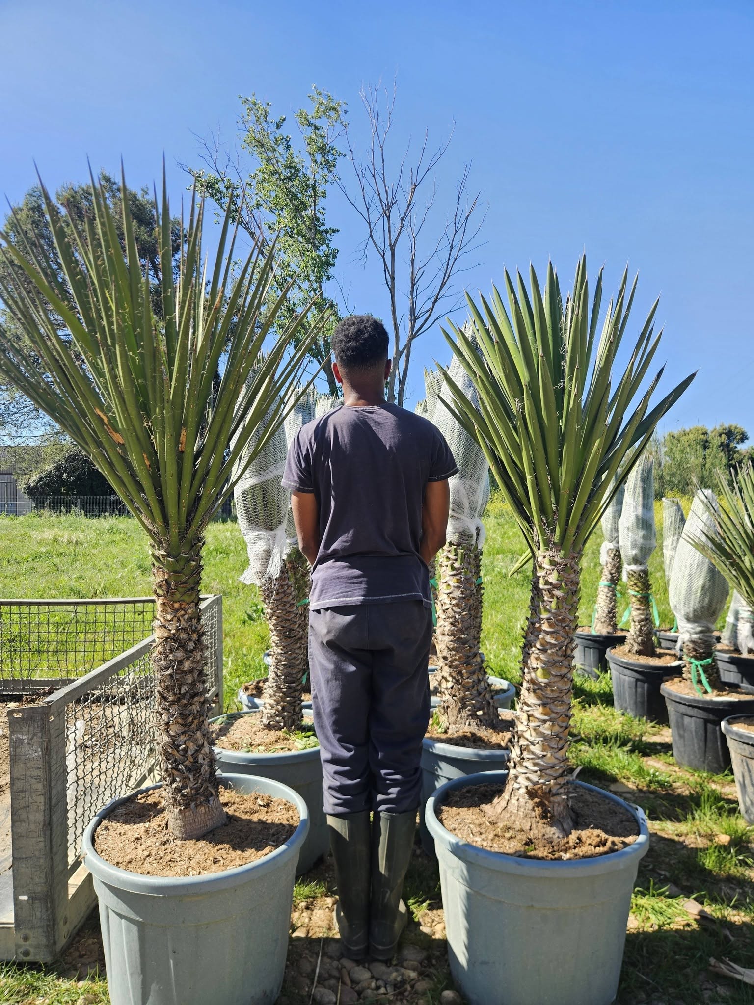 Yucca filifera en pépinière à Vestric-et-Candiac — Grand yucca arborescent aux feuilles bordées de filaments.