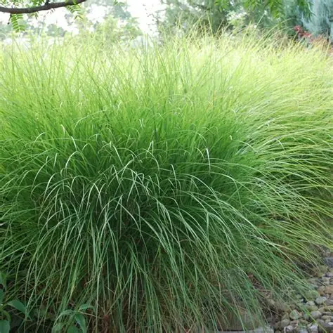 Herbe a elephant Miscanthus sinensis Roseau de Chine graminee ornementale plumeaux achat vente prix pepiniere livraison Vestric-et-Candiac Gard Nimes Montpellier Uzes Occitanie.