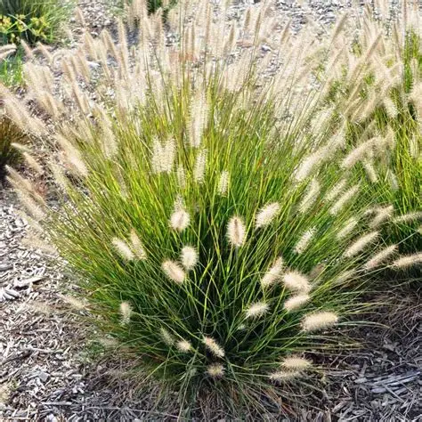 Herbe aux ecouvillons Pennisetum alopecuroides goupillon graminee ornementale plumeaux achat vente prix pepiniere livraison Vestric-et-Candiac Gard Nimes Montpellier Uzes Occitanie.