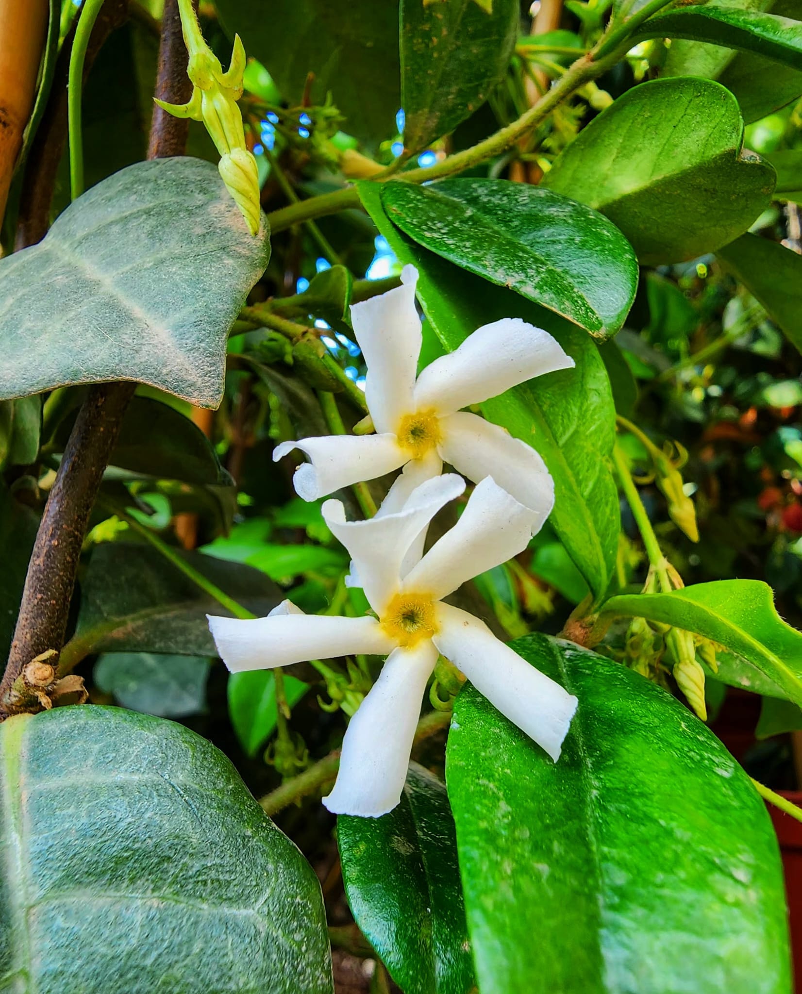 Jasmin etoile Trachelospermum jasminoides faux jasmin fleurs blanches odorantes feuillage persistant achat vente prix pepiniere livraison Vestric-et-Candiac Gard Nimes Montpellier Uzes Occitanie.