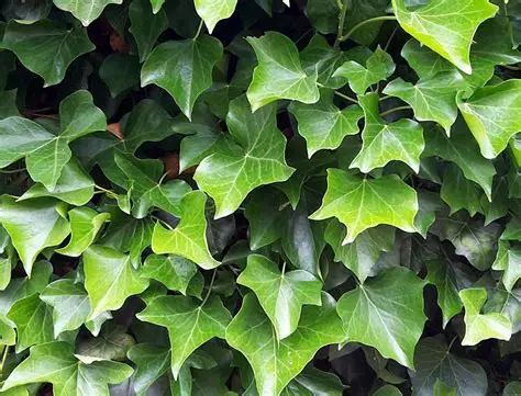 Lierre Hedera hibernica lierre d Irlande couvre sol persistant grimpant feuillage vert grand achat vente prix pepiniere livraison Vestric-et-Candiac Gard Nimes Montpellier Uzes Occitanie.