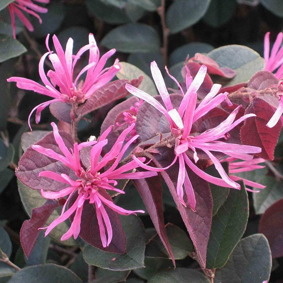 Loropetalum chinense Loropetale de Chine arbuste persistant feuillage pourpre fleurs rose fuchsia achat vente prix pepiniere livraison Vestric-et-Candiac Gard Nimes Montpellier Uzes Occitanie.