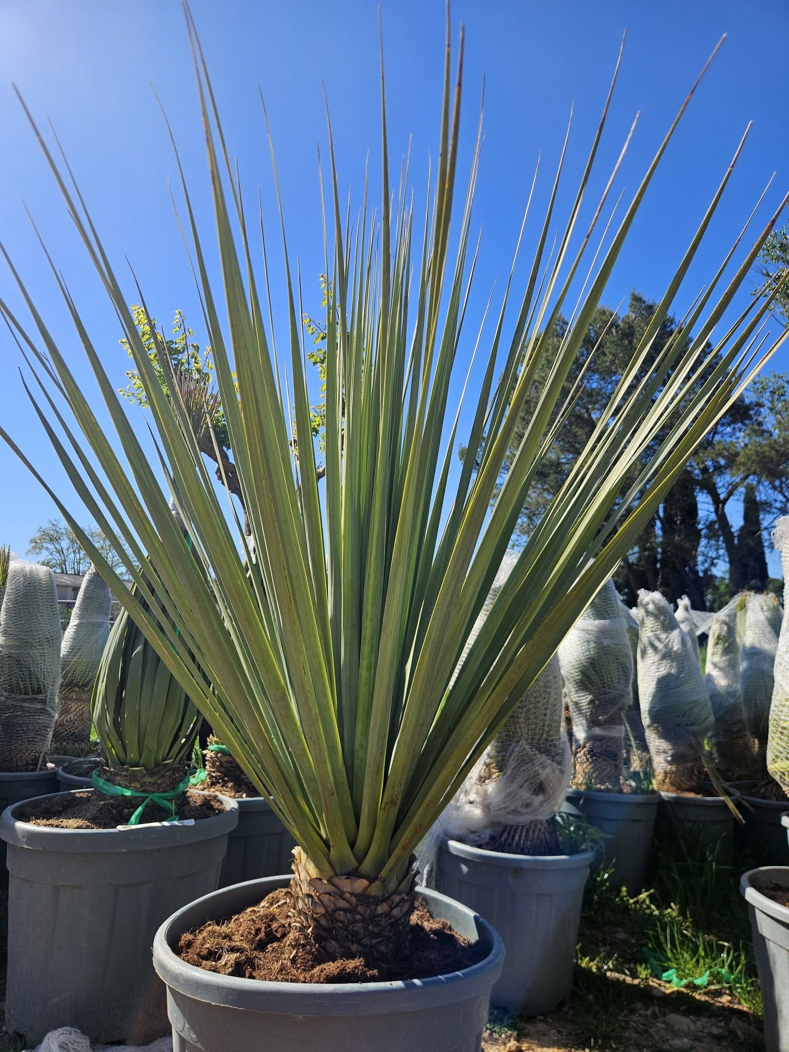 Nolina hibernica arbre de la Pampa mexicain plante graphique rustique achat vente prix pepiniere livraison Vestric-et-Candiac Gard Nimes Montpellier Uzes Occitanie.