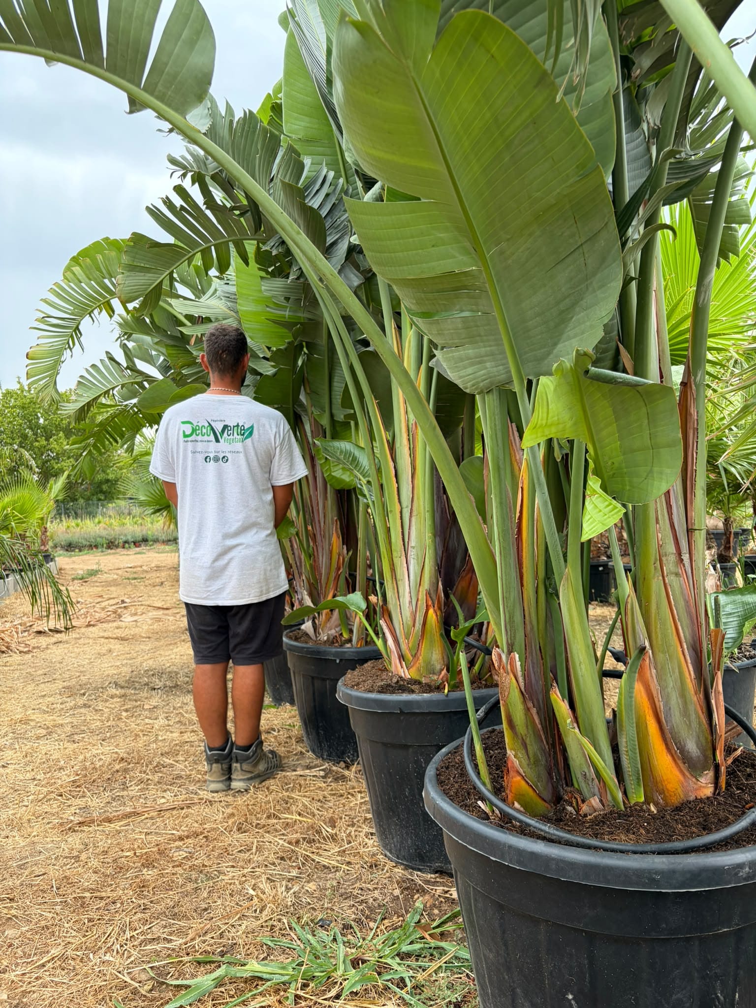 Strelitzia augusta Oiseau de paradis blanc grand feuillage bananier exotique achat vente prix pepiniere livraison Vestric-et-Candiac Gard Nimes Montpellier Uzes Occitanie.