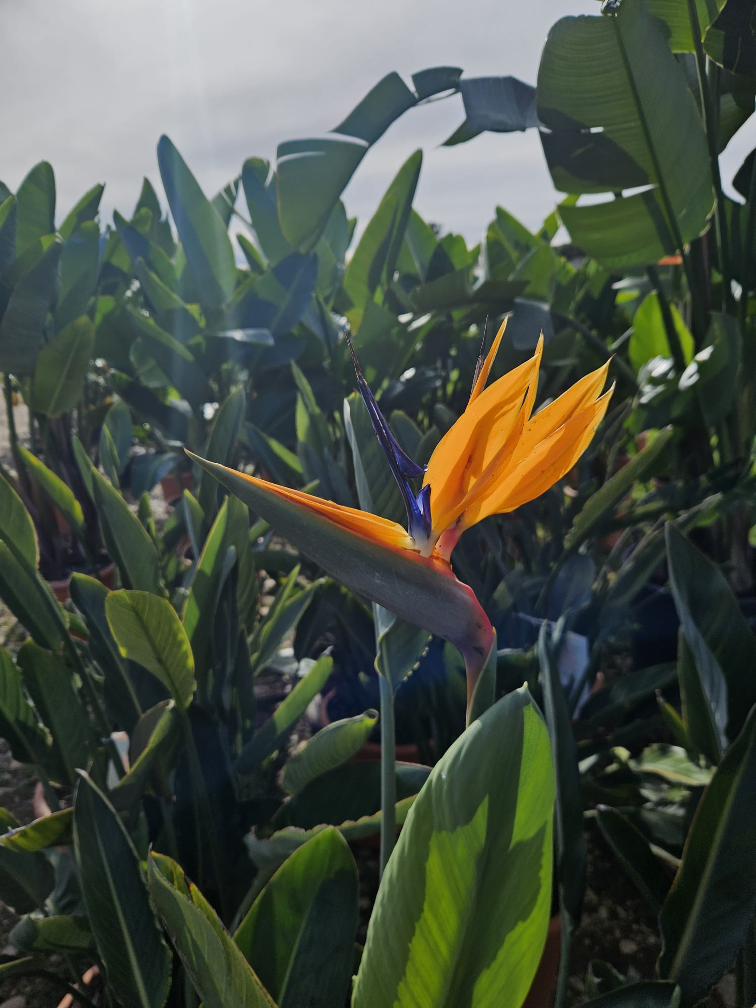 Strelitzia reginae Oiseau de paradis orange fleur exotique orange et bleue achat vente prix pepiniere livraison Vestric-et-Candiac Gard Nimes Montpellier Uzes Occitanie.