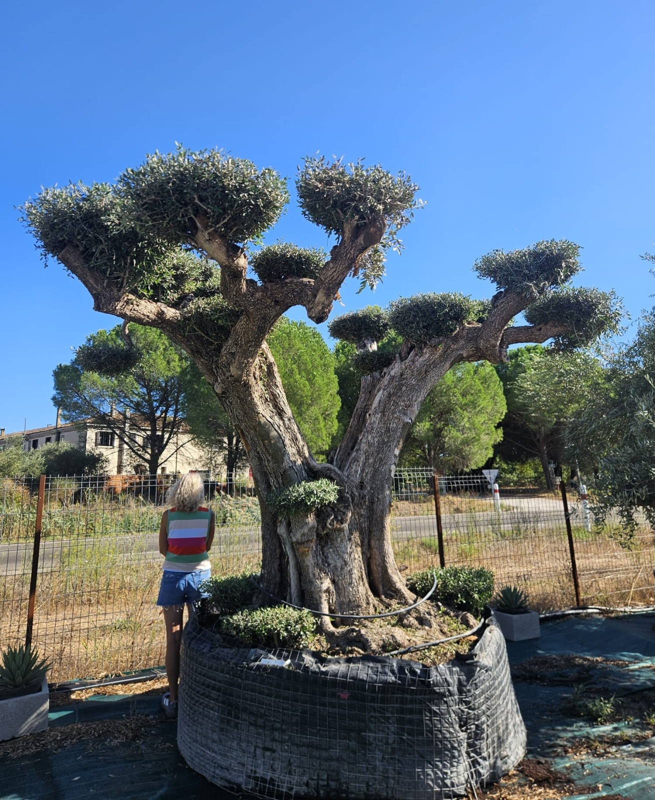 Olivier exemplaire Olea europaea sujet d exception gros tronc vieux tronc sculptural achat vente prix pepiniere livraison Picholine Aglandau Lucques Grossane Bouteillan Cayon Vestric-et-Candiac Gard Nimes Montpellier Uzes Occitanie.