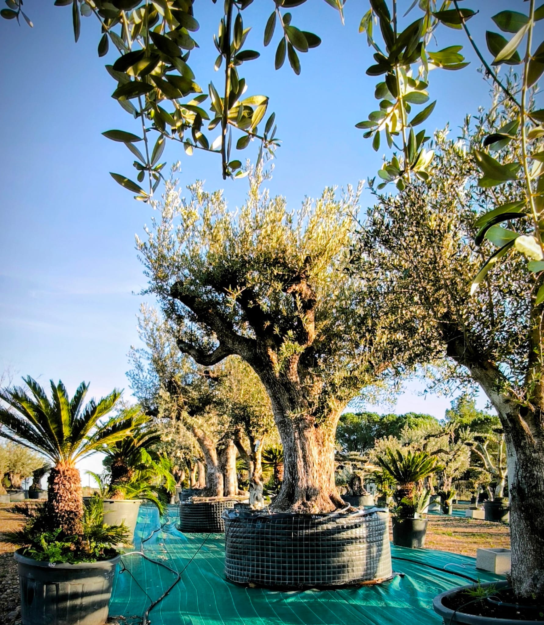 Olivier regional rustique Olea europaea Picholine Aglandau Lucques Grossane Bouteillan Cayon achat vente prix pepiniere livraison Vestric-et-Candiac Gard Nimes Montpellier Uzes Occitanie.
