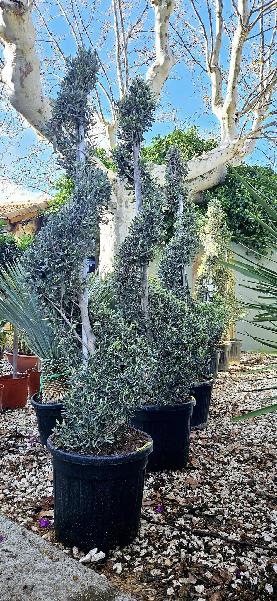 Olivier en spirale Olea europaea sculpture vegetale helicoidale achat vente prix pepiniere livraison Picholine Aglandau Lucques Grossane Bouteillan Cayon Vestric-et-Candiac Gard Nimes Montpellier Uzes.