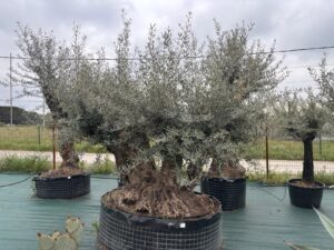 Olivier triple tronc Olea europaea 3 troncs touffu sujet d exception achat vente prix pepiniere livraison Picholine Aglandau Lucques Grossane Bouteillan Cayon Vestric-et-Candiac Gard Nimes Montpellier Uzes.