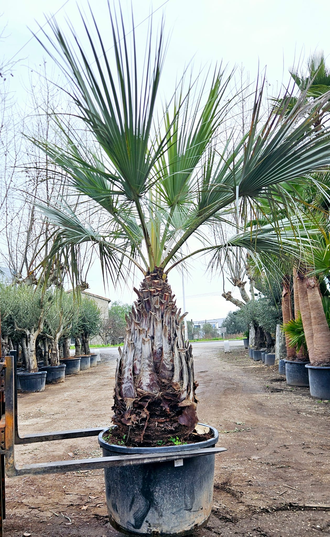 Brahea armata palmier bleu du Mexique feuillage bleu argente rustique achat vente prix pepiniere livraison Vestric-et-Candiac Gard Nimes Montpellier Uzes Occitanie.