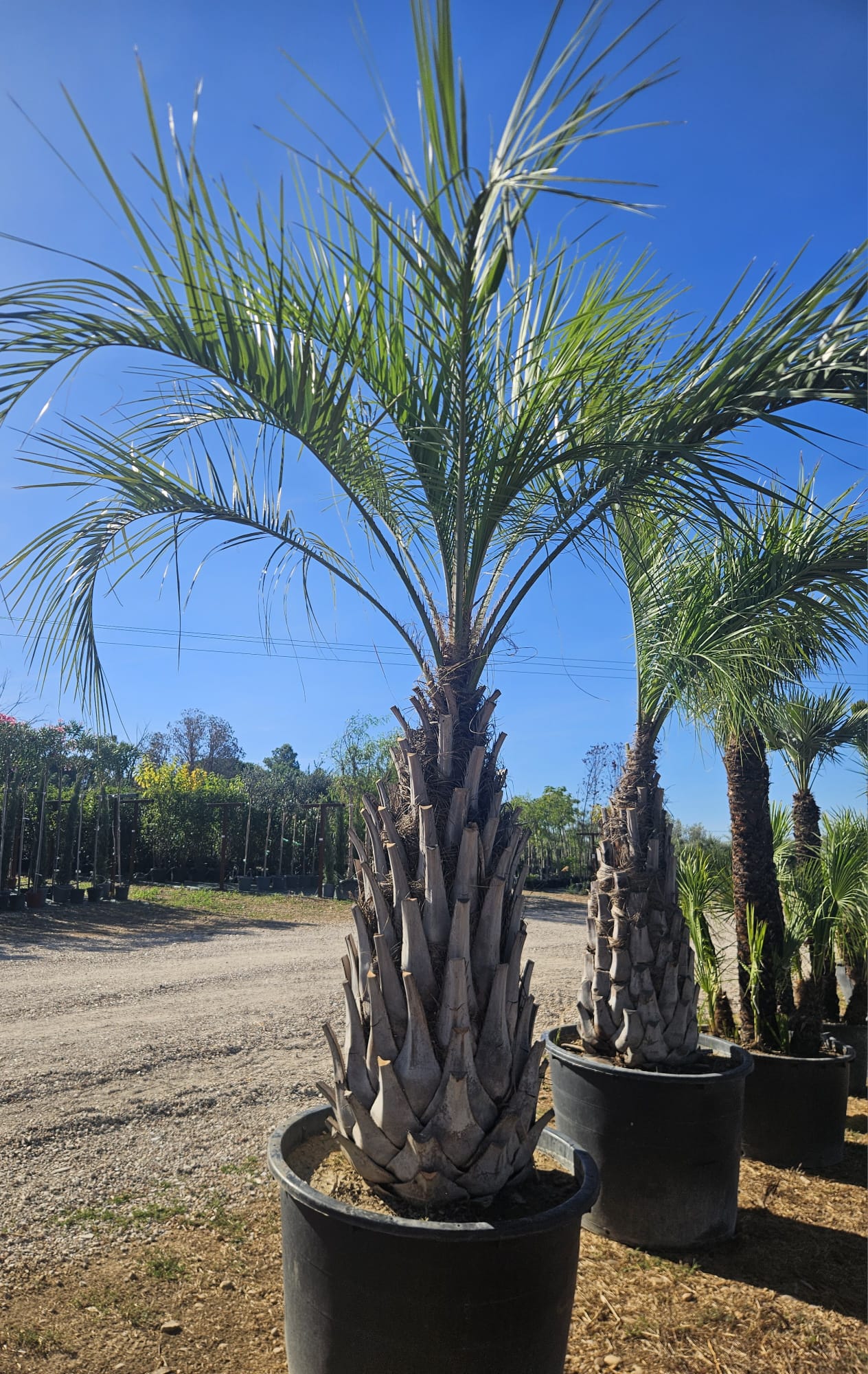 Butia capitata Butia odorata palmier abricot palmier a gelee feuillage bleu gris rustique achat vente prix pepiniere livraison France Gard Nimes Montpellier Uzes Occitanie.