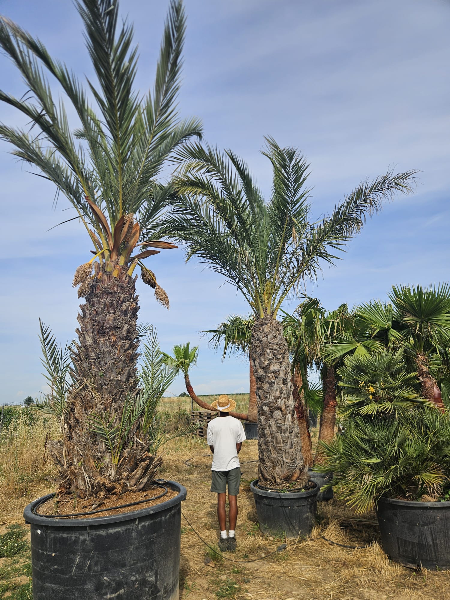 Phoenix dactylifera palmier dattier stipe lance lance vert bleute achat vente prix pepiniere livraison Vestric-et-Candiac Gard Nimes Montpellier Uzes Occitanie