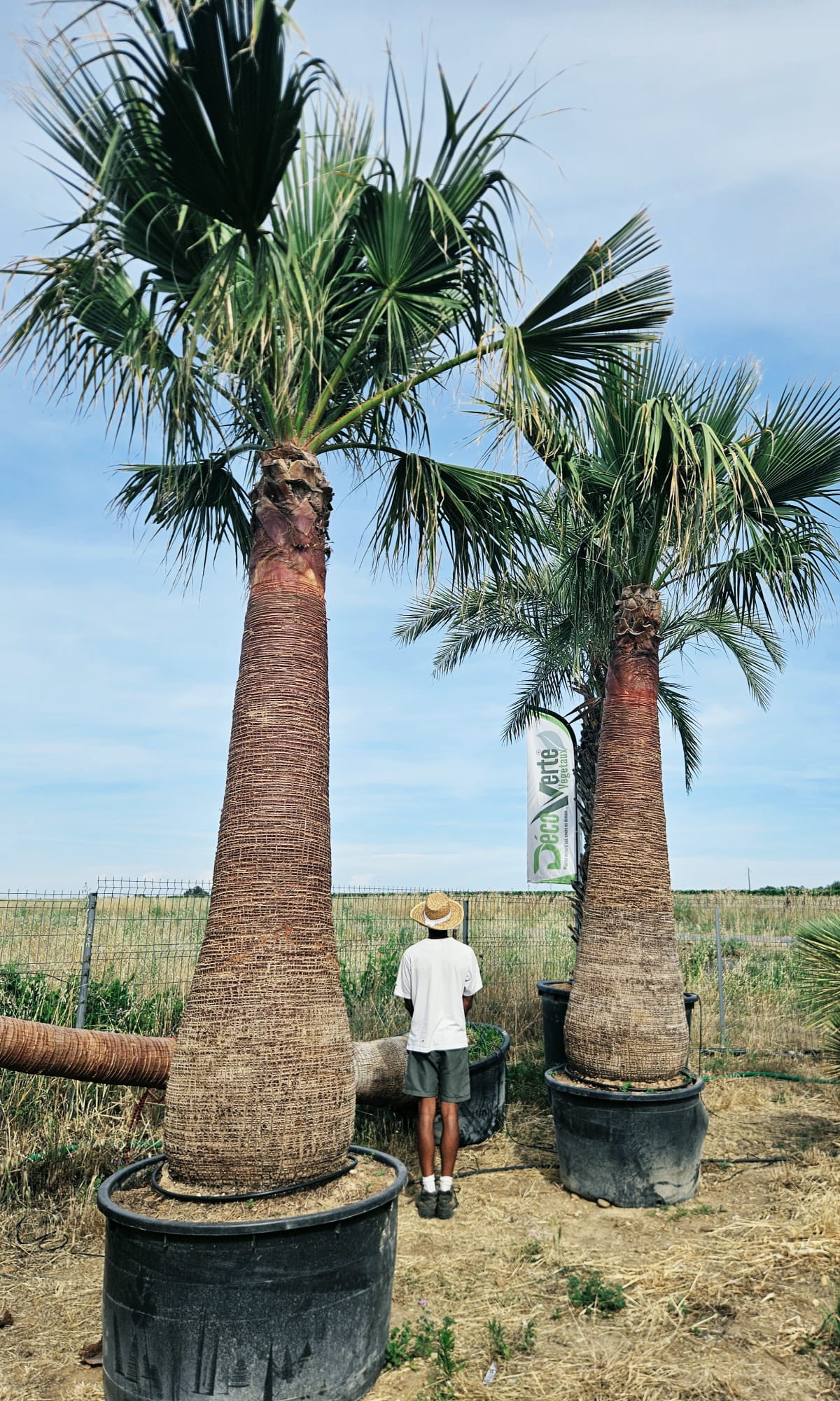 Washingtonia filifera palmier de Californie fils blancs stipe massif achat vente prix pepiniere livraison Vestric-et-Candiac Gard Nimes Montpellier Uzes Occitanie.