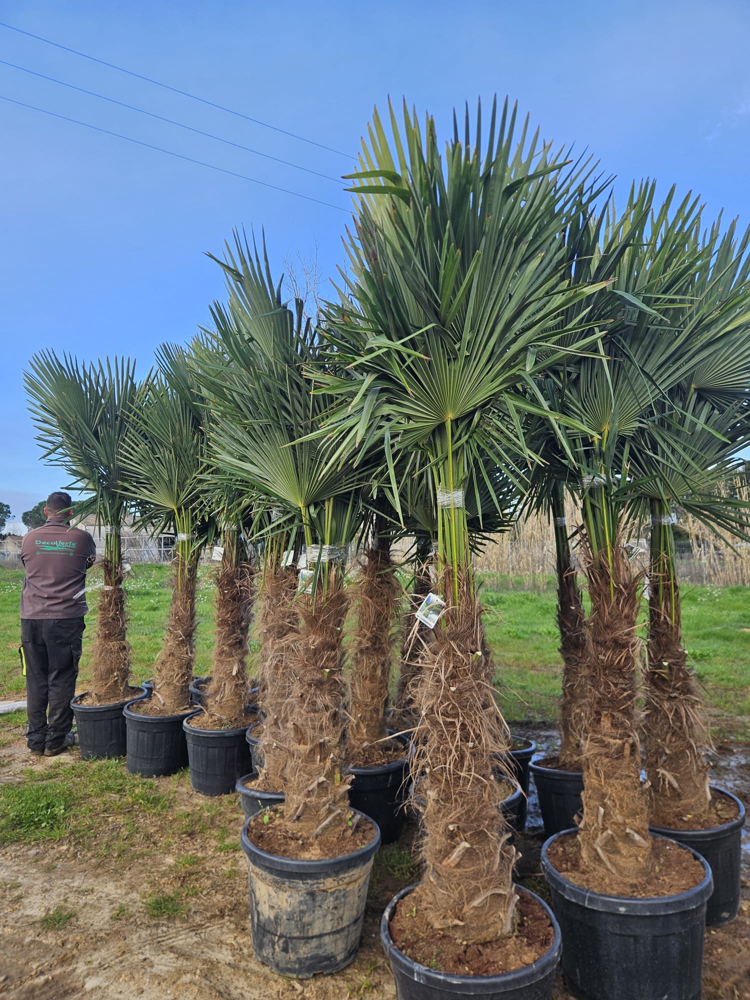 Trachycarpus fortunei palmier de Chine chusan palmier rustique stipe fibreux achat vente prix pepiniere livraison Vestric-et-Candiac Gard Nimes Montpellier Uzes Occitanie.