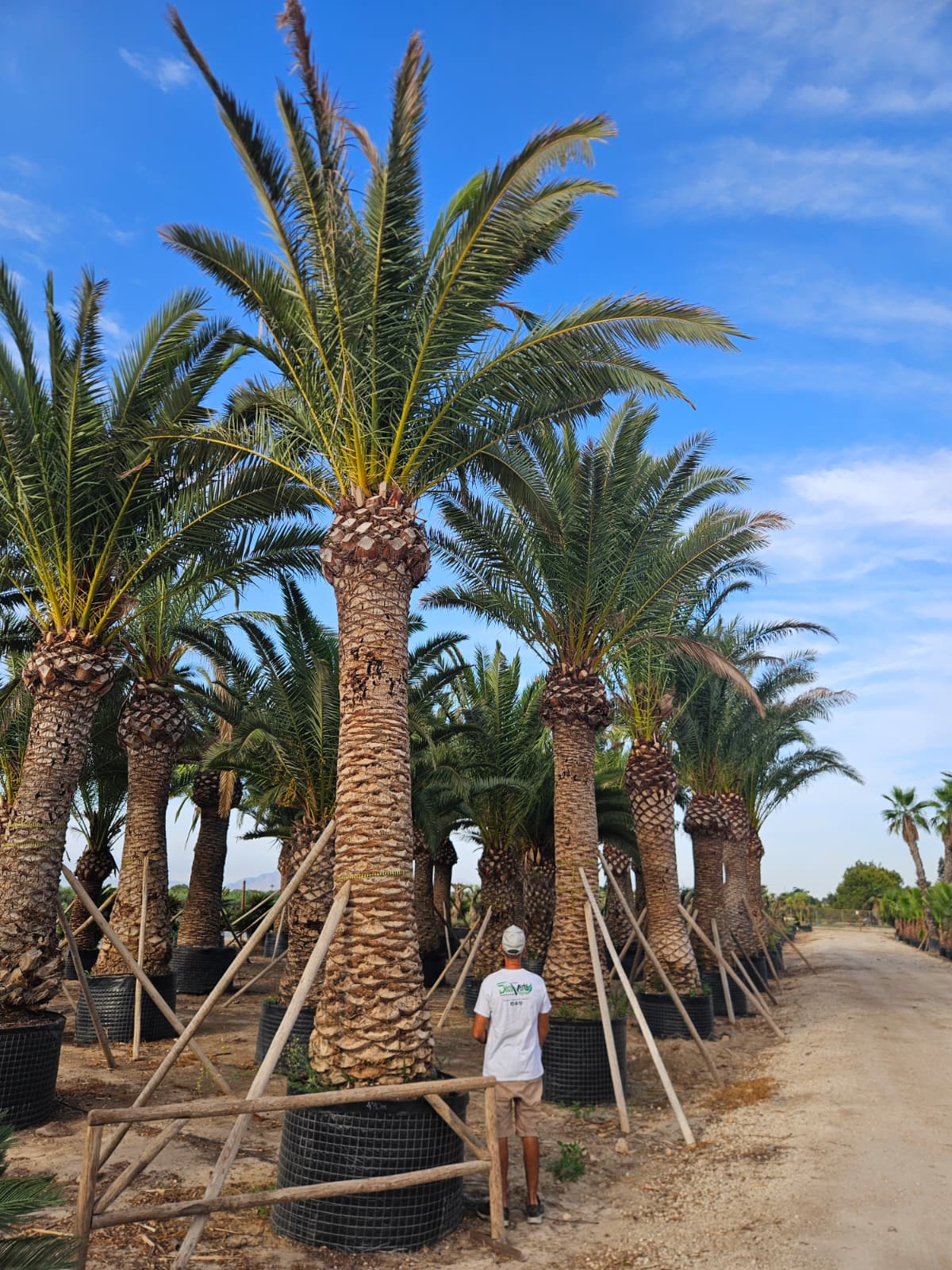 Phoenix canariensis palmier des Canaries faux dattier feuillage vert dense achat vente prix pepiniere livraison Vestric-et-Candiac Gard Nimes Montpellier Uzes Occitanie.