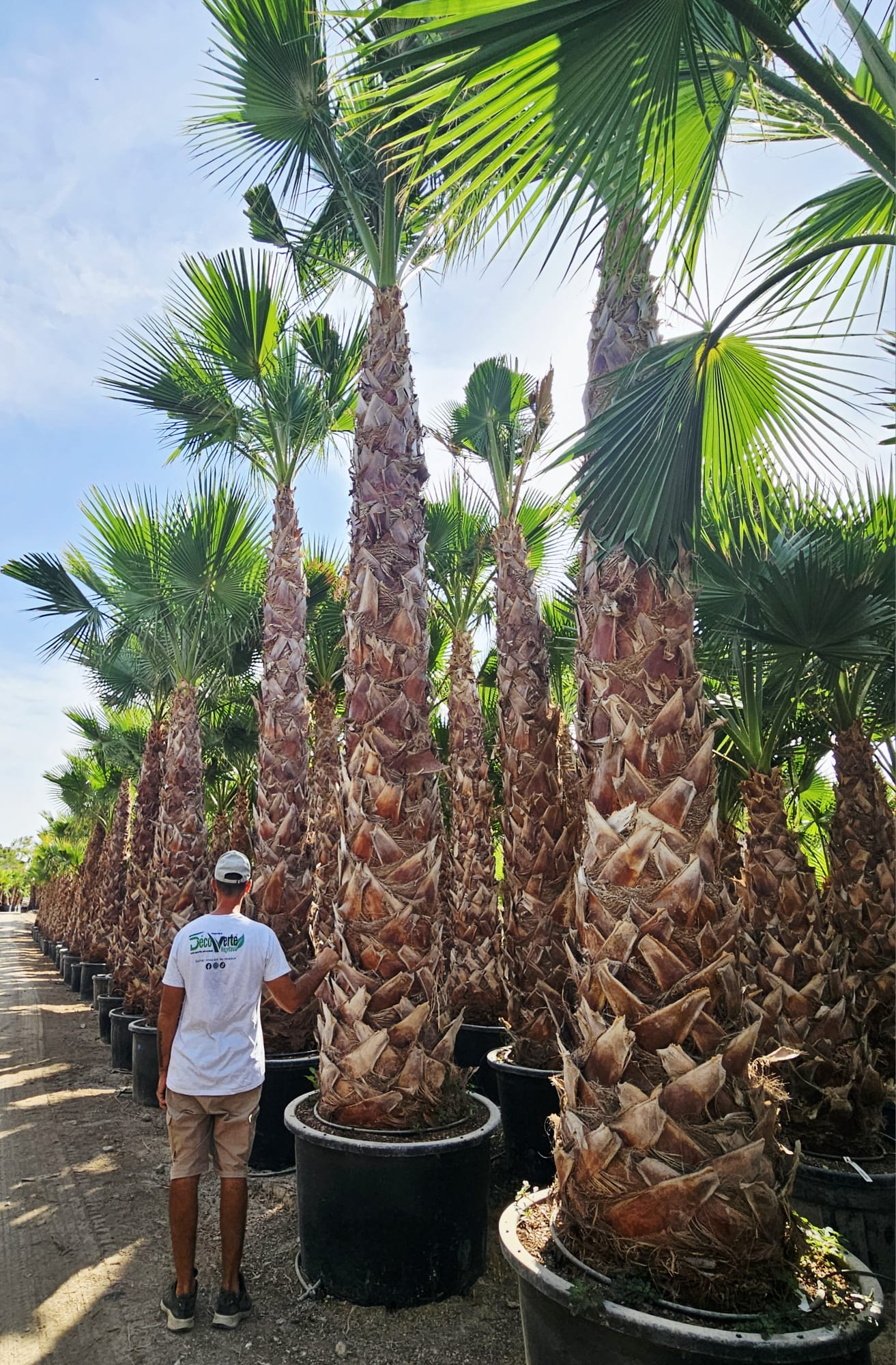 Washingtonia robusta palmier du Mexique stipe elance croissance rapide achat vente prix pepiniere livraison Vestric-et-Candiac Gard Nimes Montpellier Uzes Occitanie.