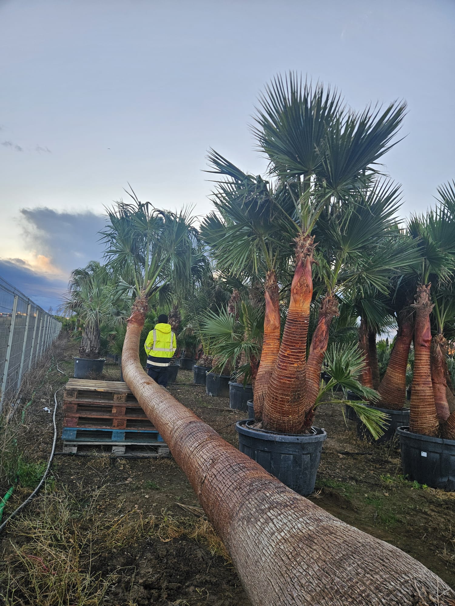 Washingtonia robusta forme couchee palmier du Mexique stipe courbe original achat vente prix pepiniere livraison Vestric-et-Candiac Gard Nimes Montpellier Uzes Occitanie.