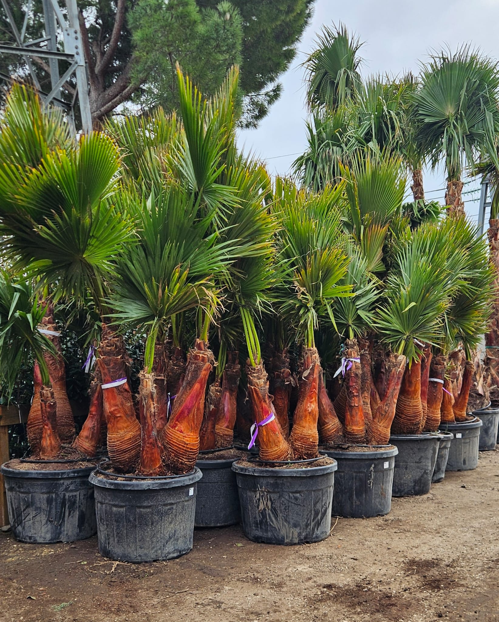 Washingtonia robusta multi tronc nettoye palmier du Mexique stipes lisses achat vente prix pepiniere livraison Vestric-et-Candiac Gard Nimes Montpellier Uzes Occitanie.