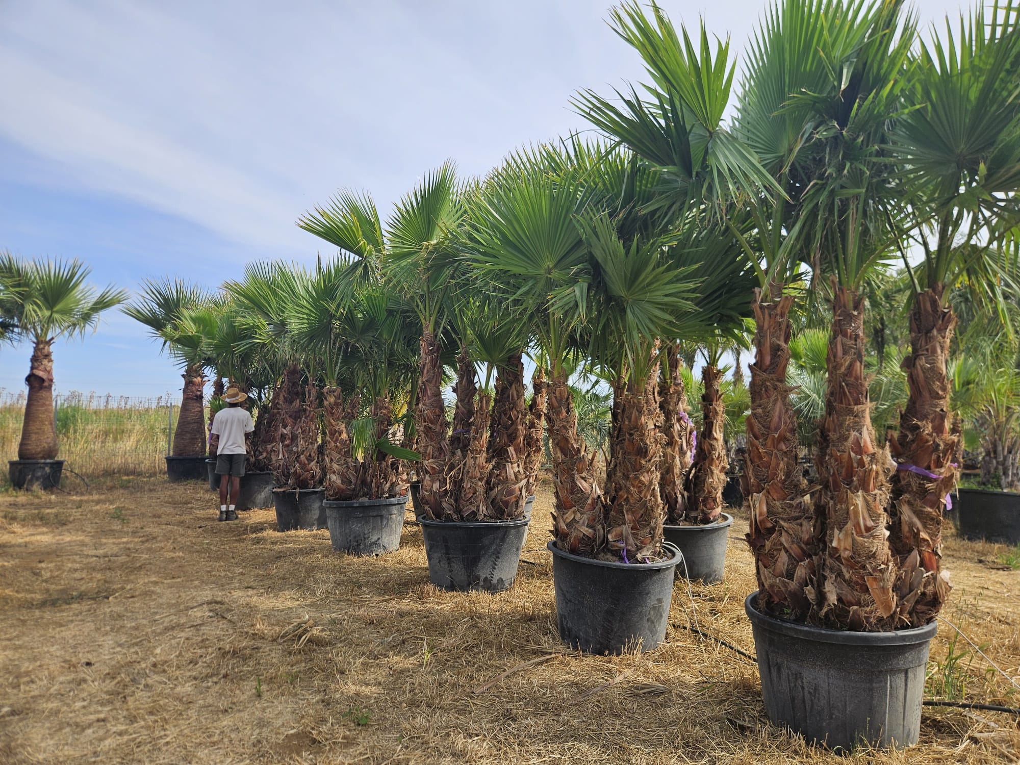Washingtonia robusta multi tronc palmier du Mexique plusieurs stipes achat vente prix pepiniere livraison Vestric-et-Candiac Gard Nimes Montpellier Uzes Occitanie.