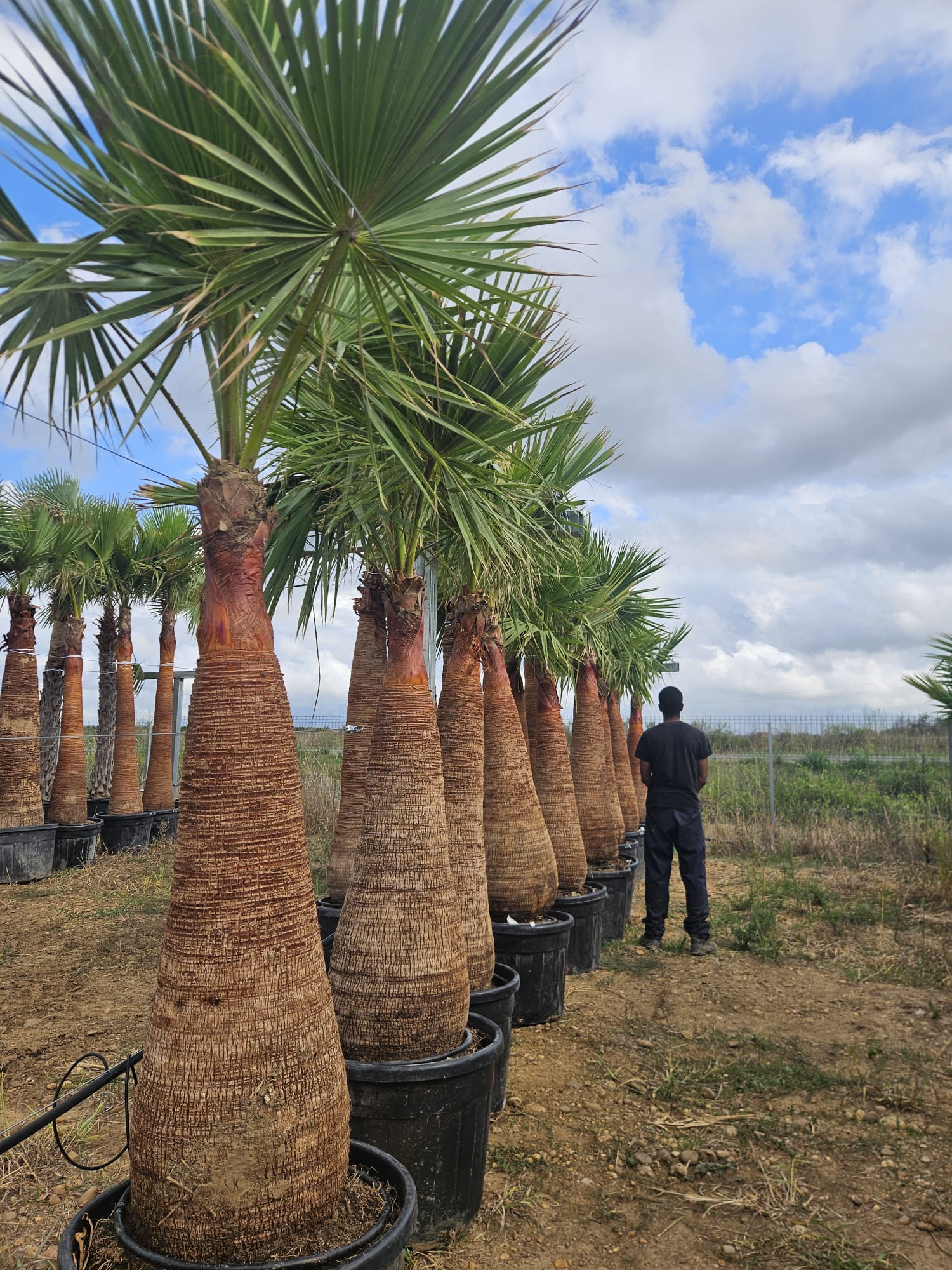 Washingtonia robusta tronc nettoye palmier du Mexique stipe lisse esthétique achat vente prix pepiniere livraison Vestric-et-Candiac Gard Nimes Montpellier Uzes Occitanie.