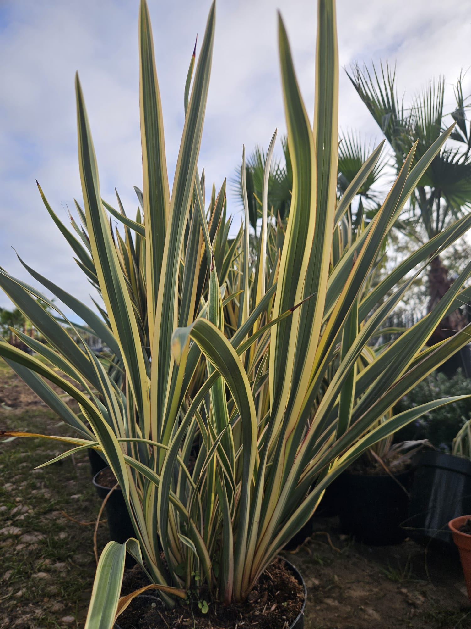 Phormium variegatum lin de Nouvelle-Zelande feuillage panache vert jaune feuillage persistant achat vente prix pepiniere livraison Vestric-et-Candiac Gard Nimes Montpellier Uzes Occitanie.