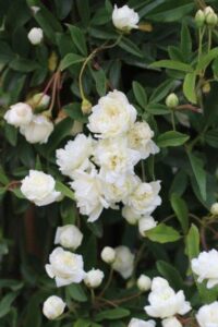 Rosier grimpant de Banks Rosa banksiae fleurs blanches jaunes sans epines persistant liane achat vente prix pepiniere livraison Vestric-et-Candiac Gard Nimes Montpellier Uzes Occitanie.