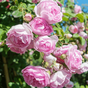 Rosier grimpant de Banks rose Rosa banksiae Rosea Rosea Plena fleurs roses sans epines persistant liane achat vente prix pepiniere livraison Vestric-et-Candiac Gard Nimes Montpellier Uzes Occitanie.