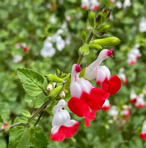 Sauge de Graham Salvia microphylla Salvia jamensis arbuste persistant fleurs rouges roses achat vente prix pepiniere livraison Vestric-et-Candiac Gard Nimes Montpellier Uzes Occitanie.