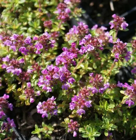 Thym citron Thymus citriodorus Limon plante aromatique feuillage parfume cuisine achat vente prix pepiniere livraison France Gard Nimes Montpellier Uzes Occitanie.