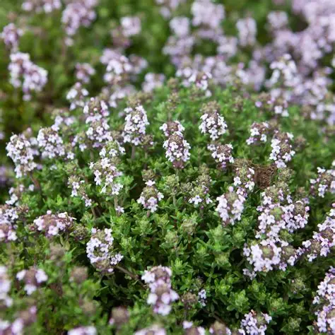 Thym commun Thymus vulgaris plante aromatique officinale feuillage parfume cuisine achat vente prix pepiniere livraison France Gard Nimes Montpellier Uzes Occitanie.