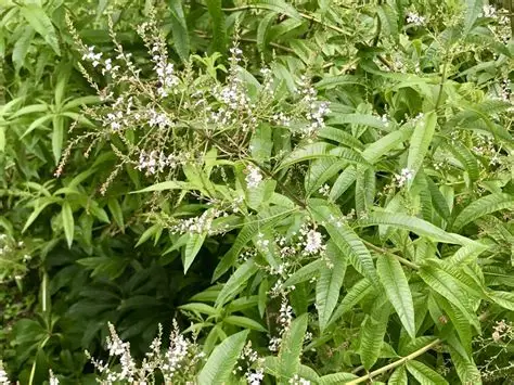 Verveine citronnelle Aloysia citrodora fleurs blanches plante aromatique tisane parfumee achat vente prix pepiniere livraison Vestric-et-Candiac Gard Nimes Montpellier Uzes Occitanie.